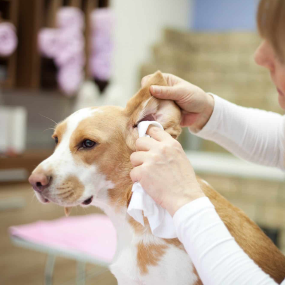 clean dogs ears
