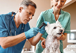 犬の耳が臭い・頭を振るのはなぜ？夏に見直したい耳まわり清潔ケア